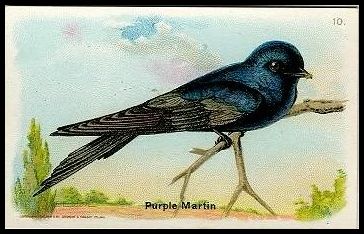 J9-2 10 Purple Martin.jpg